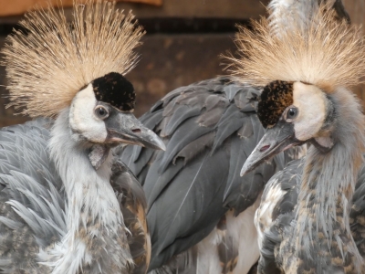 Grijze kroonkraanvogel - De Zonnegloed - Dierenpark - Dieren opvangcentrum - Sanctuary